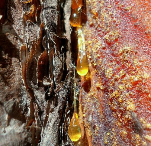 Из чего сделать полок в бане. Выбор материалов