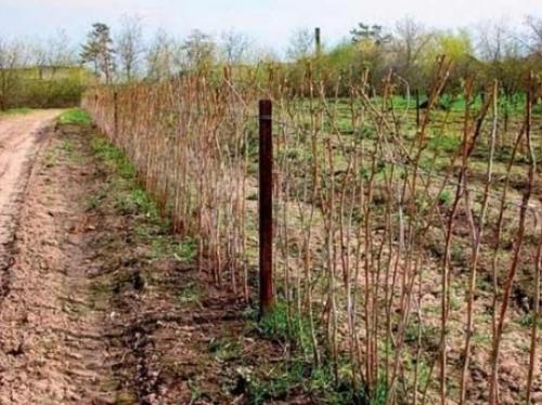 Шпалера для малины размеры. 5 типов шпалер