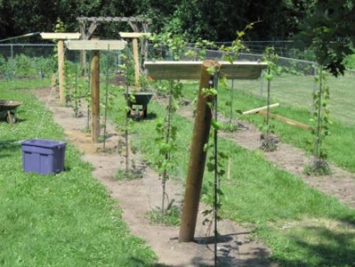 Шпалера для малины размеры. 5 типов шпалер