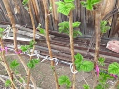 Опоры для малины своими руками. Как сделать шпалеру для малины? 08
