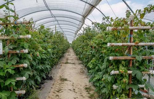 Идеальная шпалера для малины. Особенности посадки малины на шпалере