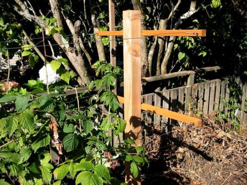 Простая шпалера для малины. Двухполосная шпалера