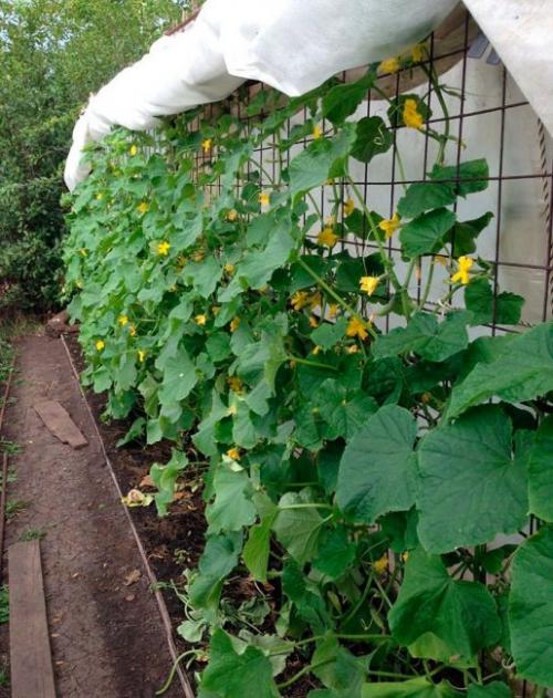 Как сделать шпалеру для огурцов в теплице. Делаем шпалеру-забор
