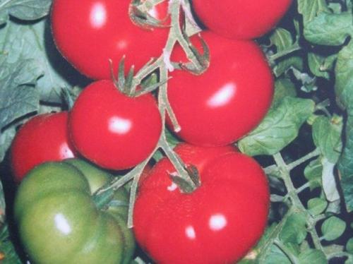 Томатный сок в домашних условиях: как выбрать лучший соковыжимальный аппарат 04 Томатный сок в домашних условиях: как выбрать лучший соковыжимальный аппарат 04