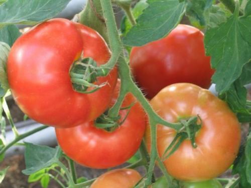 Томатный сок в домашних условиях: как выбрать лучший соковыжимальный аппарат 01 Томатный сок в домашних условиях: как выбрать лучший соковыжимальный аппарат 01