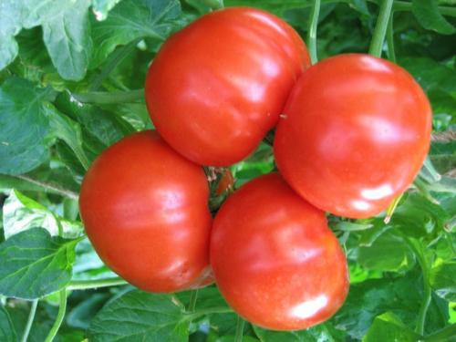 Томатный сок в домашних условиях: как выбрать лучший соковыжимальный аппарат 05 Томатный сок в домашних условиях: как выбрать лучший соковыжимальный аппарат 05