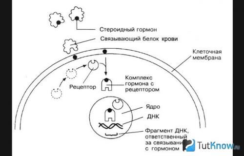 Шесть эффективных приёмов для ускорения созревания: как достичь результата быстрее 07 Шесть эффективных приёмов для ускорения созревания: как достичь результата быстрее 07