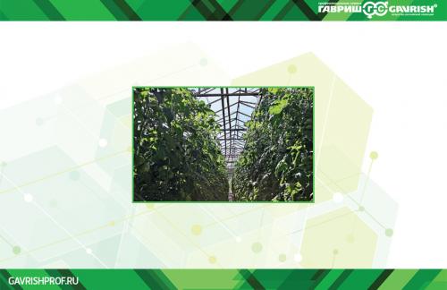 Как правильно кормить томаты для быстрого налива кистей 01