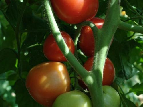 Простой рецепт томатного сока через соковыжималку на зиму 13 Простой рецепт томатного сока через соковыжималку на зиму 13