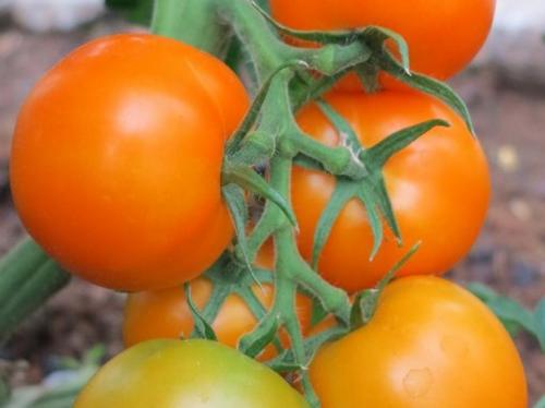 Простой рецепт томатного сока через соковыжималку на зиму 12 Простой рецепт томатного сока через соковыжималку на зиму 12