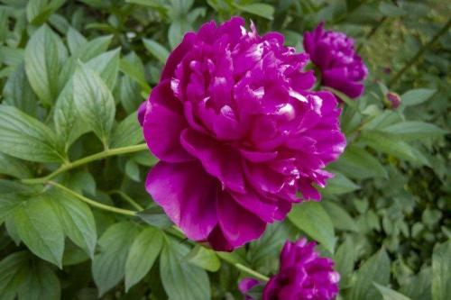 Декоративное растение с фиолетовыми цветами. Фиолетовые цветы: названия, фото и описания (каталог)