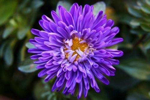 Декоративное растение с фиолетовыми цветами. Фиолетовые цветы: названия, фото и описания (каталог)