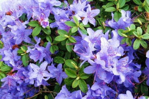 Декоративное растение с фиолетовыми цветами. Фиолетовые цветы: названия, фото и описания (каталог)