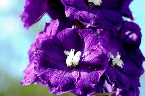 Декоративное растение с фиолетовыми цветами. Фиолетовые цветы: названия, фото и описания (каталог)