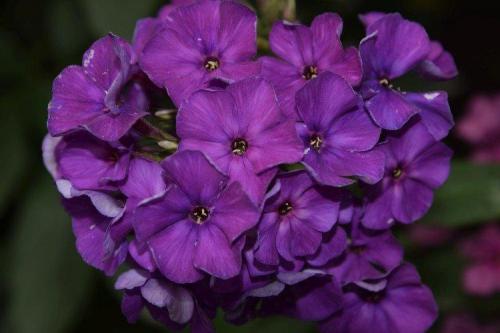 Декоративное растение с фиолетовыми цветами. Фиолетовые цветы: названия, фото и описания (каталог)