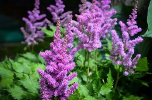 Декоративное растение с фиолетовыми цветами. Фиолетовые цветы: названия, фото и описания (каталог)