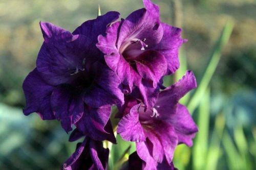 Декоративное растение с фиолетовыми цветами. Фиолетовые цветы: названия, фото и описания (каталог)