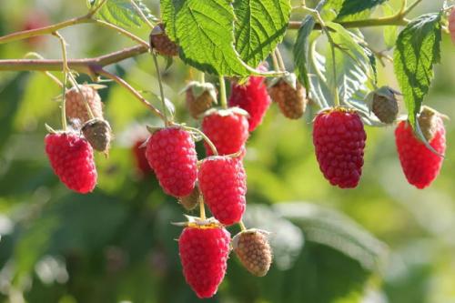 Как проредить малину весной. Как правильно обрезать малину весной: инструкция для начинающих