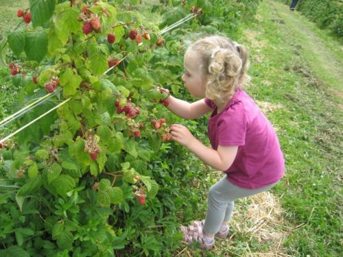 Ограждение для малины. Шпалера для малины — лучшие конструкции для подвязки и расчет оптимальных размеров. Чертежи, схемы и 140 фото различных типов шпалер