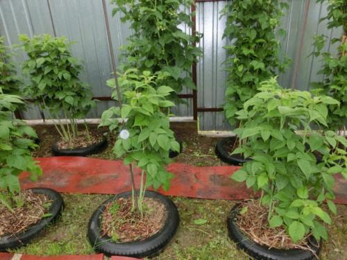 Ограждение для малины. Шпалера для малины — лучшие конструкции для подвязки и расчет оптимальных размеров. Чертежи, схемы и 140 фото различных типов шпалер