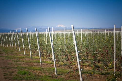 Ограждение для малины. Шпалера для малины — лучшие конструкции для подвязки и расчет оптимальных размеров. Чертежи, схемы и 140 фото различных типов шпалер