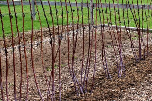 Как проредить малину весной. Как правильно обрезать малину весной: инструкция для начинающих