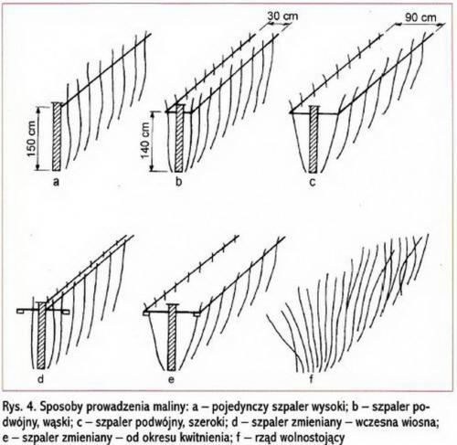 Ограждение для малины. Шпалера для малины — лучшие конструкции для подвязки и расчет оптимальных размеров. Чертежи, схемы и 140 фото различных типов шпалер