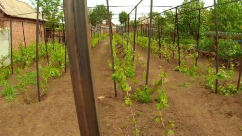 Ограждение для малины. Шпалера для малины — лучшие конструкции для подвязки и расчет оптимальных размеров. Чертежи, схемы и 140 фото различных типов шпалер