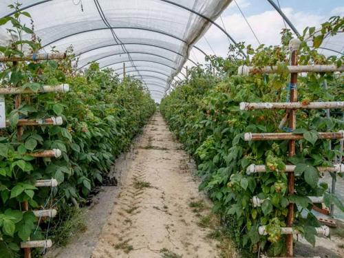 Ограждение для малины. Шпалера для малины — лучшие конструкции для подвязки и расчет оптимальных размеров. Чертежи, схемы и 140 фото различных типов шпалер