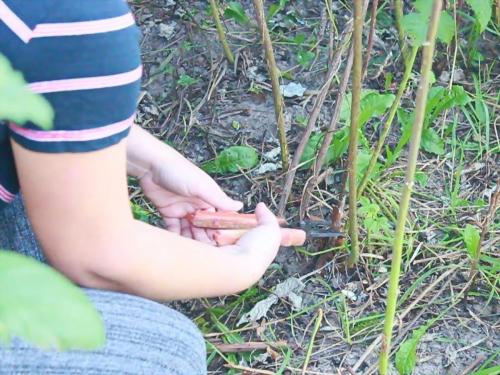 Защита от корней малины. Как навсегда избавиться от корней малины: проверенные методы от опытных садоводов