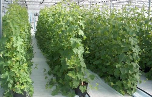 Шпалера для огурцов из сетки. Сетка (шпалера) для огурцов: 3 пошаговые инструкции + для теплицы, открытого грунта