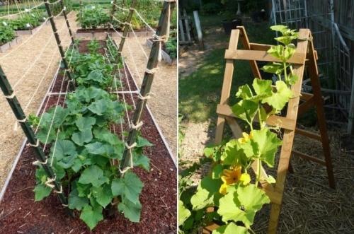 Шпалера для огурцов из сетки. Сетка (шпалера) для огурцов: 3 пошаговые инструкции + для теплицы, открытого грунта