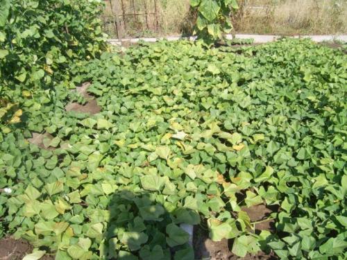 Шпалера для огурцов из сетки. Сетка (шпалера) для огурцов: 3 пошаговые инструкции + для теплицы, открытого грунта