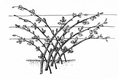 Шпалера для малины размеры. Уход за малиной