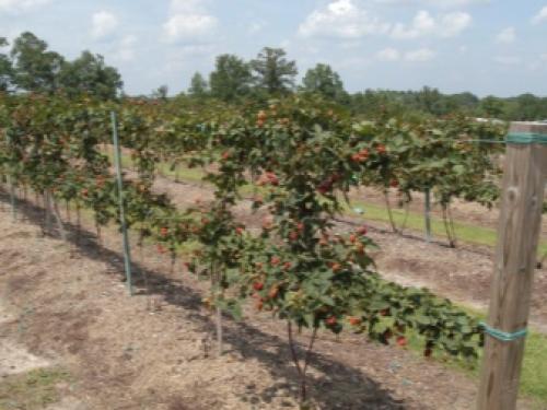 Малина на даче красивое оформление. Описание видов 01 Малина на даче красивое оформление. Описание видов 01