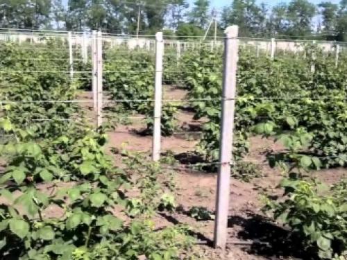 Малина на даче красивое оформление. Описание видов 02 Малина на даче красивое оформление. Описание видов 02