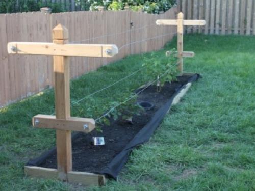 Малина на даче красивое оформление. Описание видов 05 Малина на даче красивое оформление. Описание видов 05