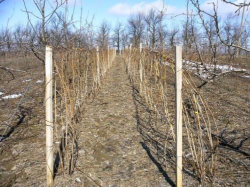 Малина на даче красивое оформление. Описание видов 03 Малина на даче красивое оформление. Описание видов 03