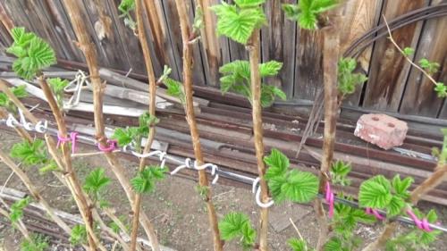 Малина на даче красивое оформление. Описание видов 04 Малина на даче красивое оформление. Описание видов 04