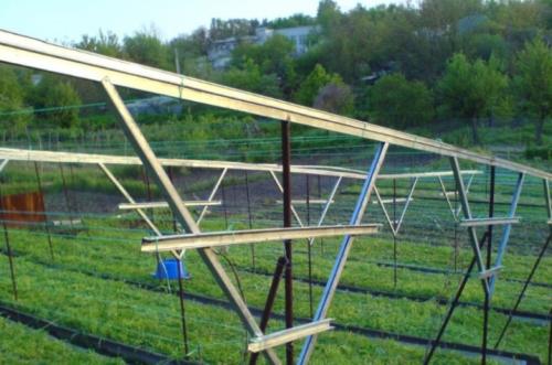 Малина на даче красивое оформление. Описание видов 10 Малина на даче красивое оформление. Описание видов 10