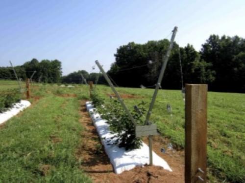 Малина на даче красивое оформление. Описание видов 06 Малина на даче красивое оформление. Описание видов 06