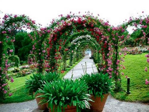 Шпалера для малины своими руками из дерева. Что это и для чего нужны? 24 Шпалера для малины своими руками из дерева. Что это и для чего нужны? 24