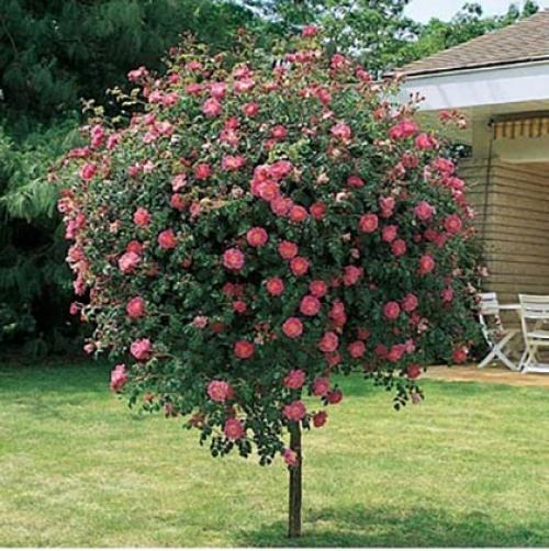 Шпалера для малины своими руками из дерева. Что это и для чего нужны? 27 Шпалера для малины своими руками из дерева. Что это и для чего нужны? 27