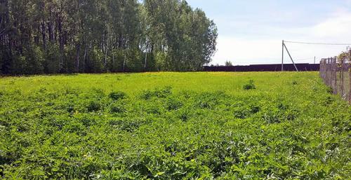 Ведение личного подсобного хозяйства, что можно делать. Земли ЛПХ: определения и понятия