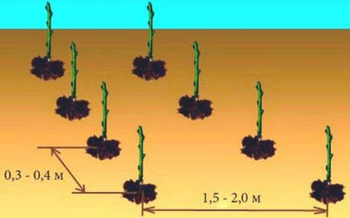 Подпорка для малины из труб. Выращивание малины на шпалере