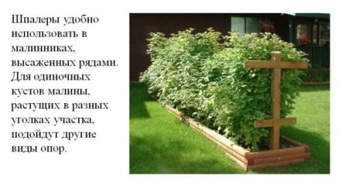 Подпорка для малины своими. Шпалеры для малины своими руками: пошаговая инструкция, как сделать красивое ограждение