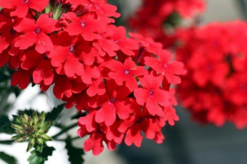 Вьющиеся цветы в горшках на улице. Ампельные цветы: фото, названия и описания (каталог)