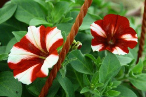 Вьющиеся цветы в горшках на улице. Ампельные цветы: фото, названия и описания (каталог)