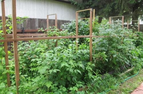 Ограждение для малины на даче. Что это и для чего нужны? 02