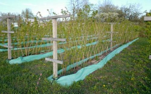 Как посадить малину, чтобы она не расползалась по участку. Малина разрастается – чем и как правильно огородить растение?